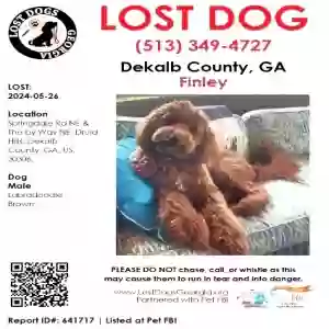 lost male dog finley