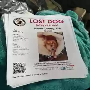 lost female dog coco