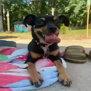 lost female dog piper