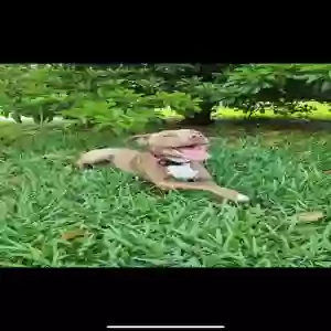 lost female dog rosado