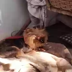 found male dog sammy