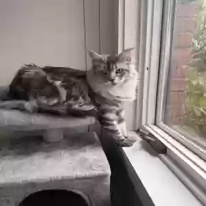 lost female cat ellie