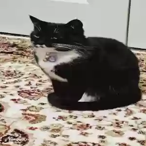 lost female cat zozo