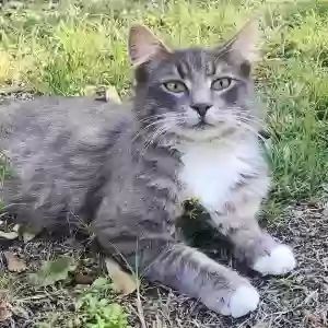lost male cat grayson