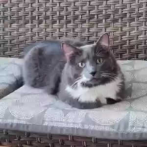 lost male cat taro