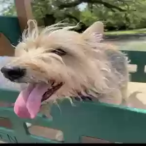 lost male dog winston