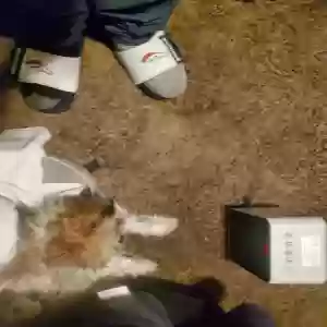 lost male dog littles