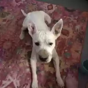 lost male dog unknown