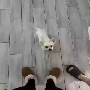 lost female dog chloe