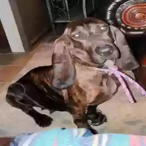 lost female dog morgan