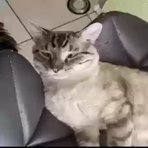 lost male cat castiel