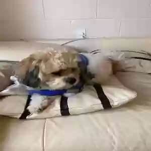 lost male dog unknown