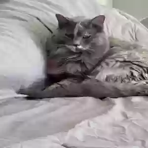 lost female cat stormy