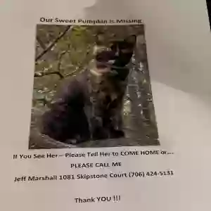 lost female cat pumpkin