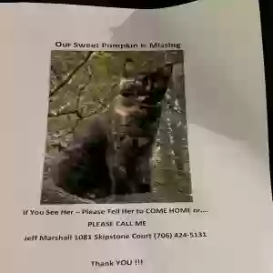lost female cat pumpkin