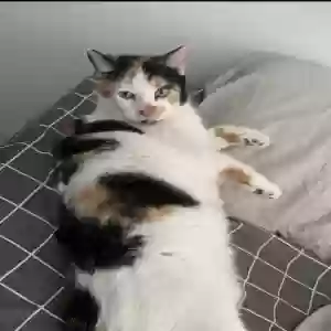 lost female cat cloudy
