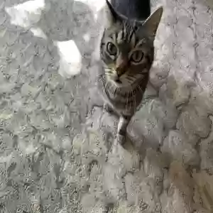 lost male cat leo