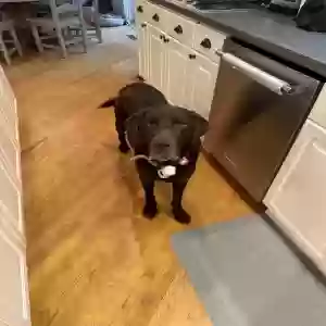 found male dog unknown