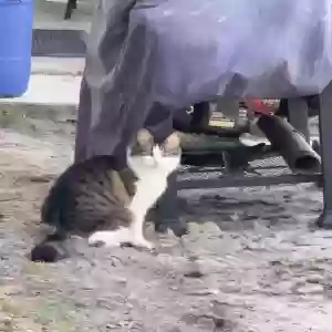 lost male cat frank