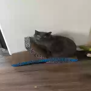 lost male cat grey