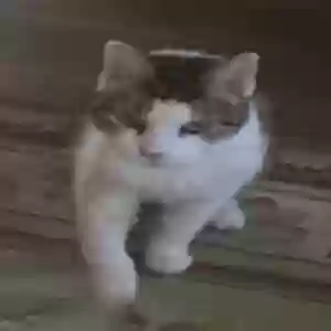 lost female cat dawn