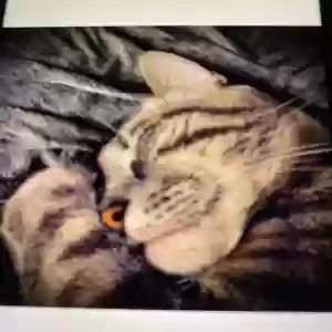 lost female cat spooky