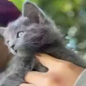 lost female cat kimchi