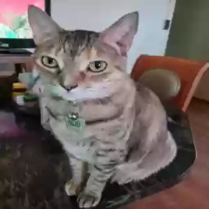 lost female cat nod