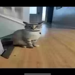 lost female cat unknown