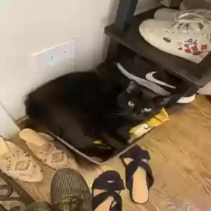 lost female cat gapcia