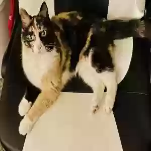 lost female cat mittens