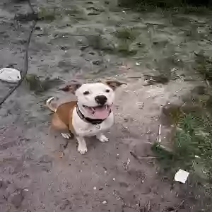 lost male dog z