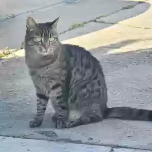 lost female cat billie jean