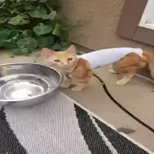 lost female cat dj