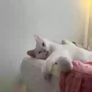 lost male cat bagel