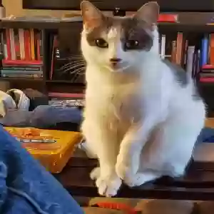 lost female cat fini