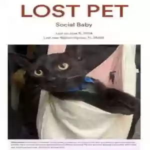 lost male cat social baby
