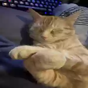 lost female cat mabel
