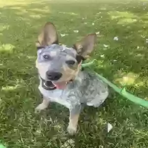found female dog unknown