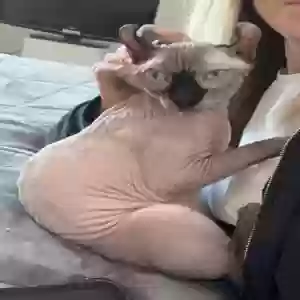 lost male cat nipple