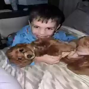 lost female dog marvel
