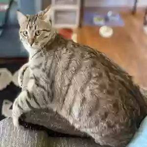 lost female cat miika may