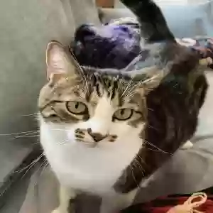 lost unknown cat unknown