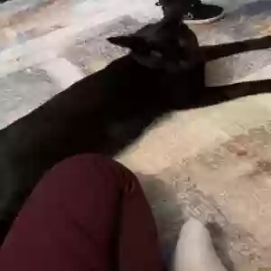lost male cat pepe
