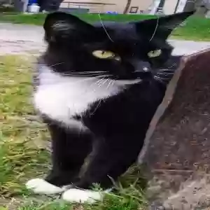 lost female cat mittens the cat
