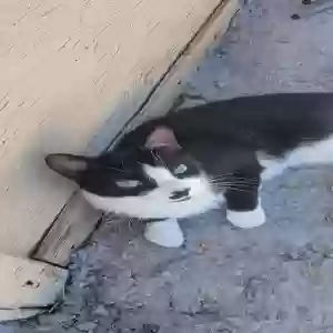 lost female cat moon