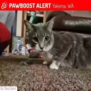 lost male cat mo