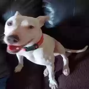 found female dog unknown