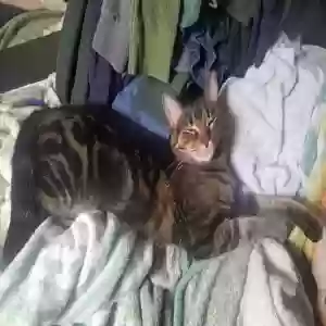 lost female cat ito