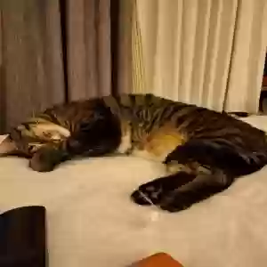 lost male cat randy moss